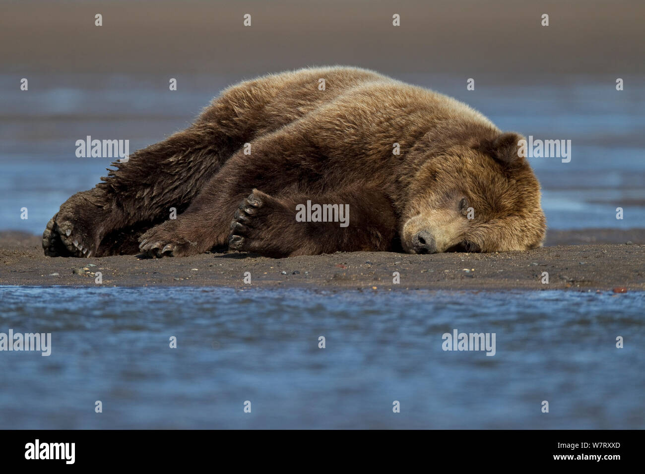 Grizzlybär (Ursus arctos Horribilis) Schlafen am Strand, Lake Clark National Park, Cook Inlet, Alaska, USA, September. Stockfoto