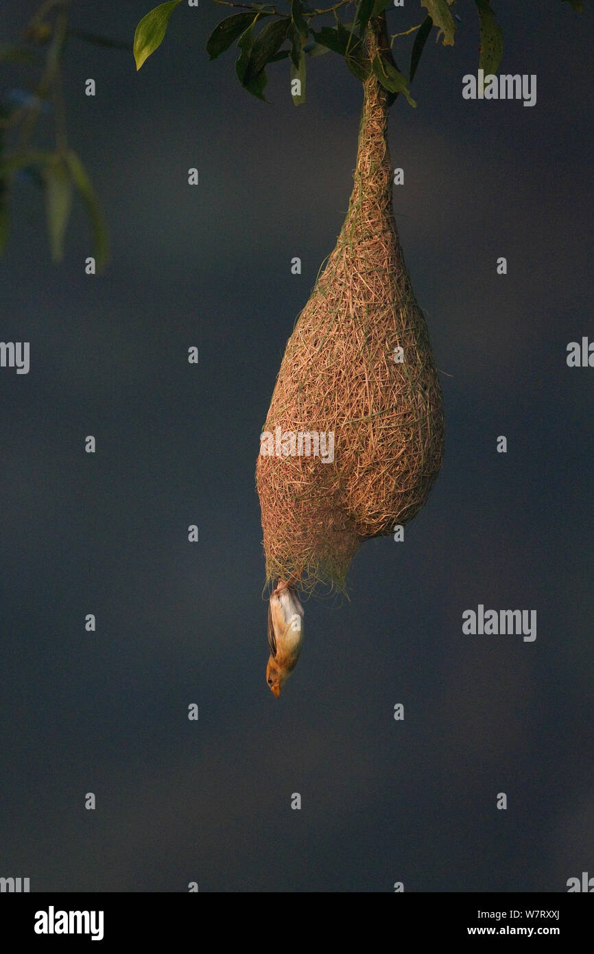 Baya Weaver (Ploceus philippinus) Weibliche verlassen Nest, Singapur. Stockfoto