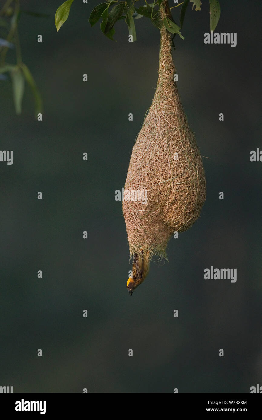 Baya Weaver (Ploceus philippinus) Männliche verlassen Nest, Singapur. Stockfoto