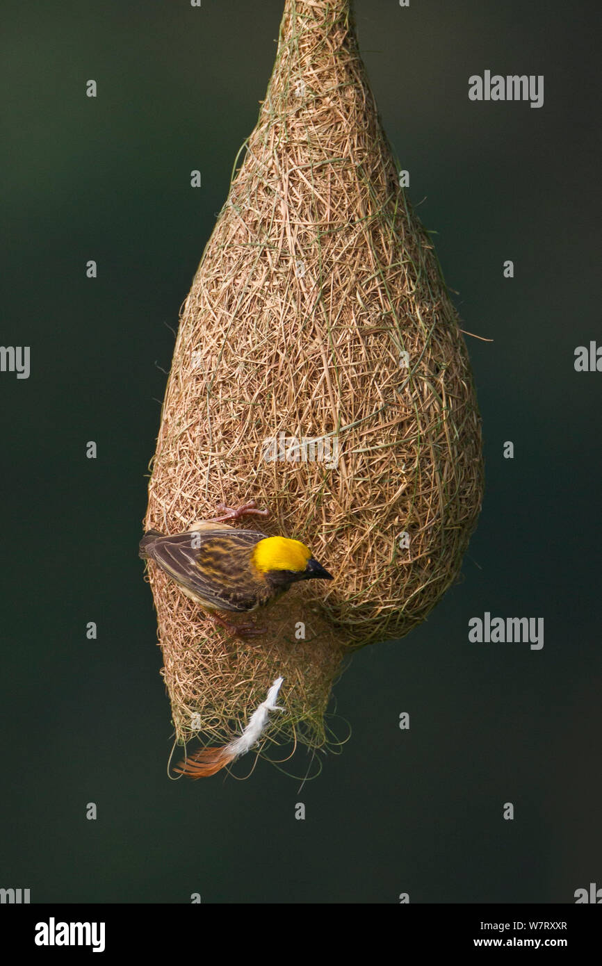 Baya Weaver (Ploceus philippinus) Weibliche drop Nistmaterial (Feder) von Nest, Singapur. (Sequenz Bild 4 von 5) Stockfoto