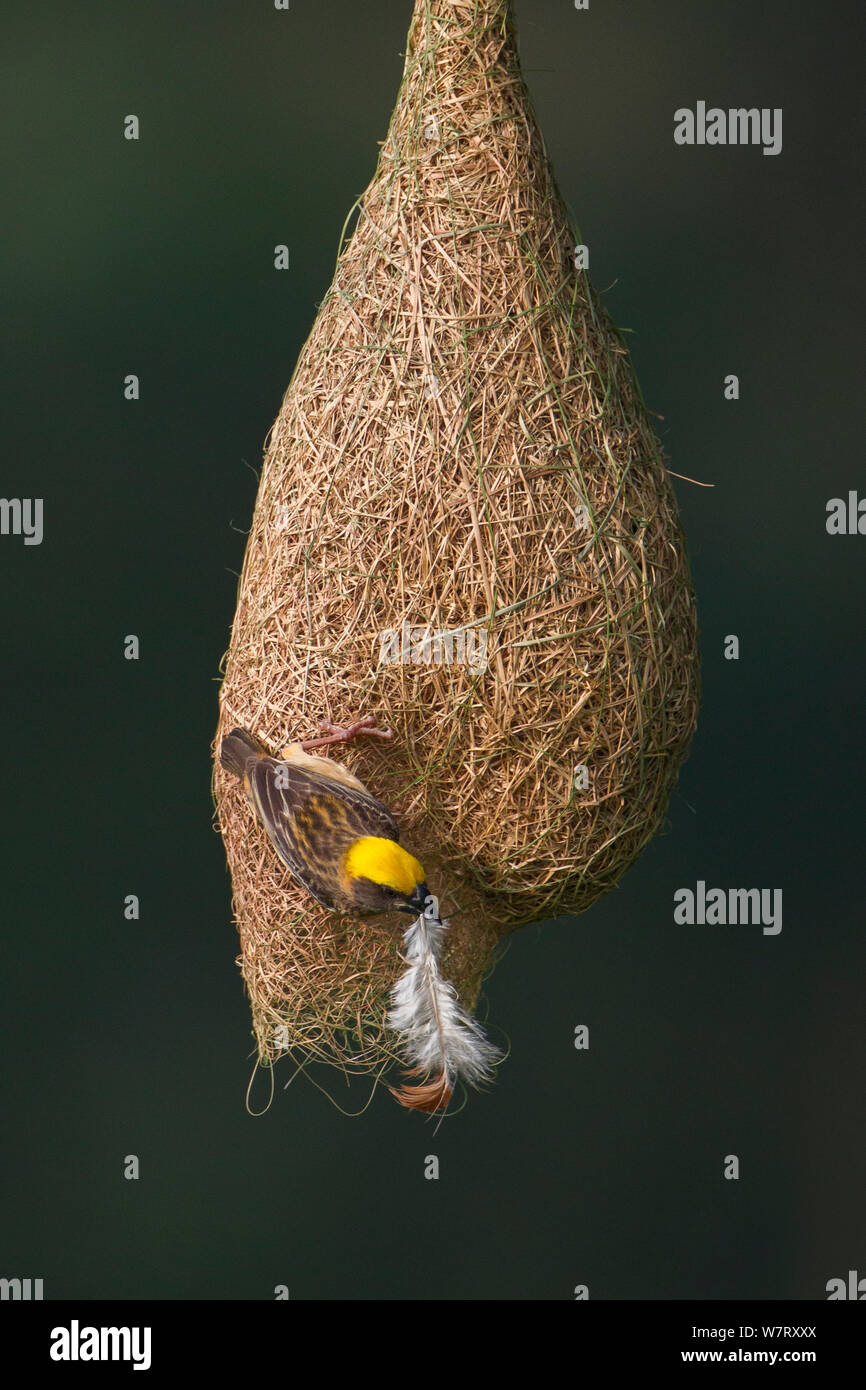 Baya Weaver (Ploceus philippinus) Weibchen mit Nistmaterial (Feder) auf Nest, Singapur. (Sequenz Bild 3 von 5) Stockfoto