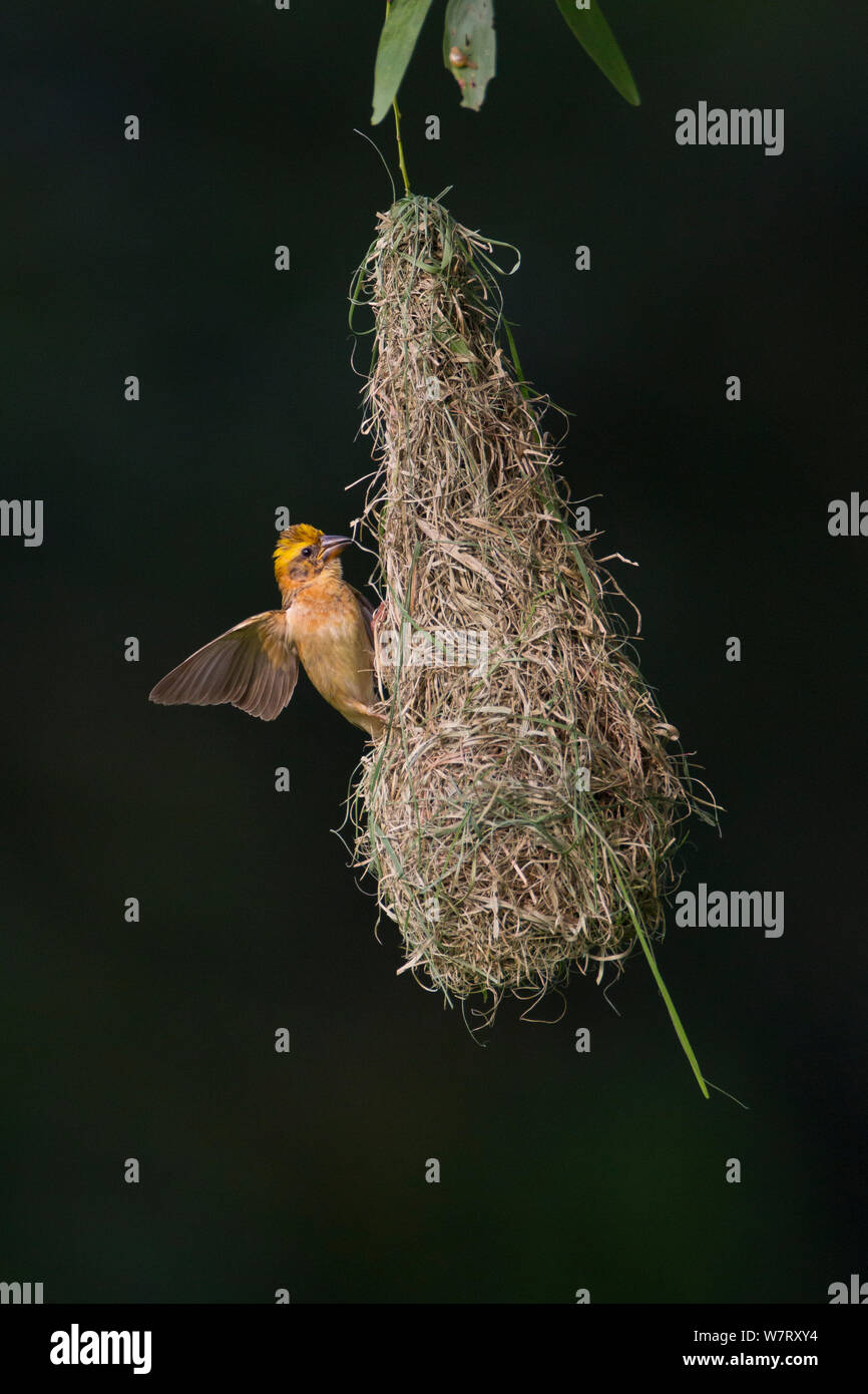 Baya Weaver (Ploceus philippinus) subadult Vogel üben Gebäude 'Play nest", Singapur. Stockfoto