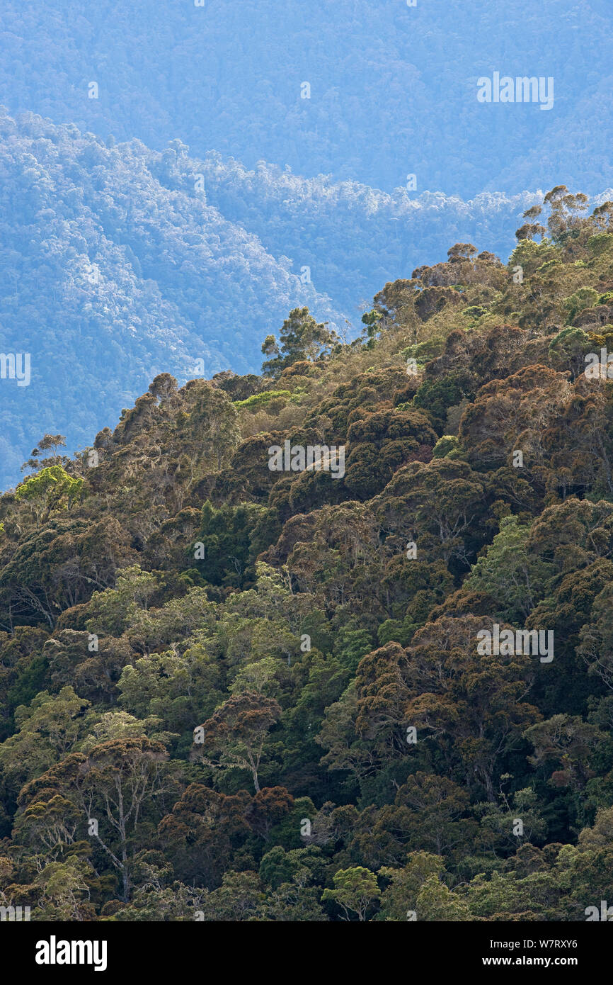 Primäre oder alte Regenwald, Arfak Berge, West Papua, Indonesien. Stockfoto
