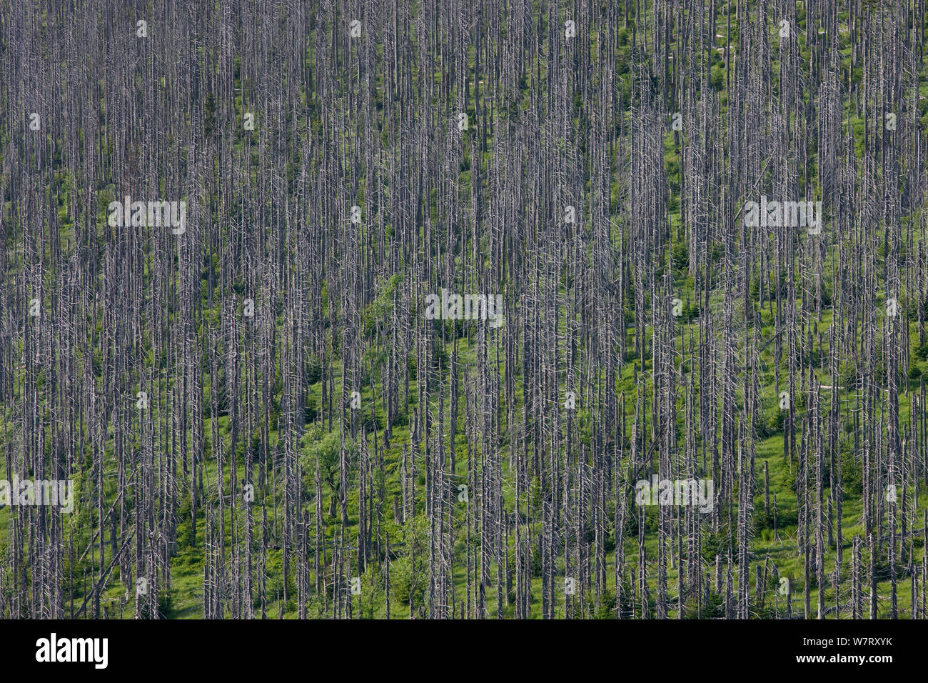 Tote Fichten (Picea abies) in Borkenkäfer (Scolytinae) betroffenen Bereich auf Bergrücken, Nationalpark Bayerischer Wald, Deutschland, Juni 2011. Stockfoto