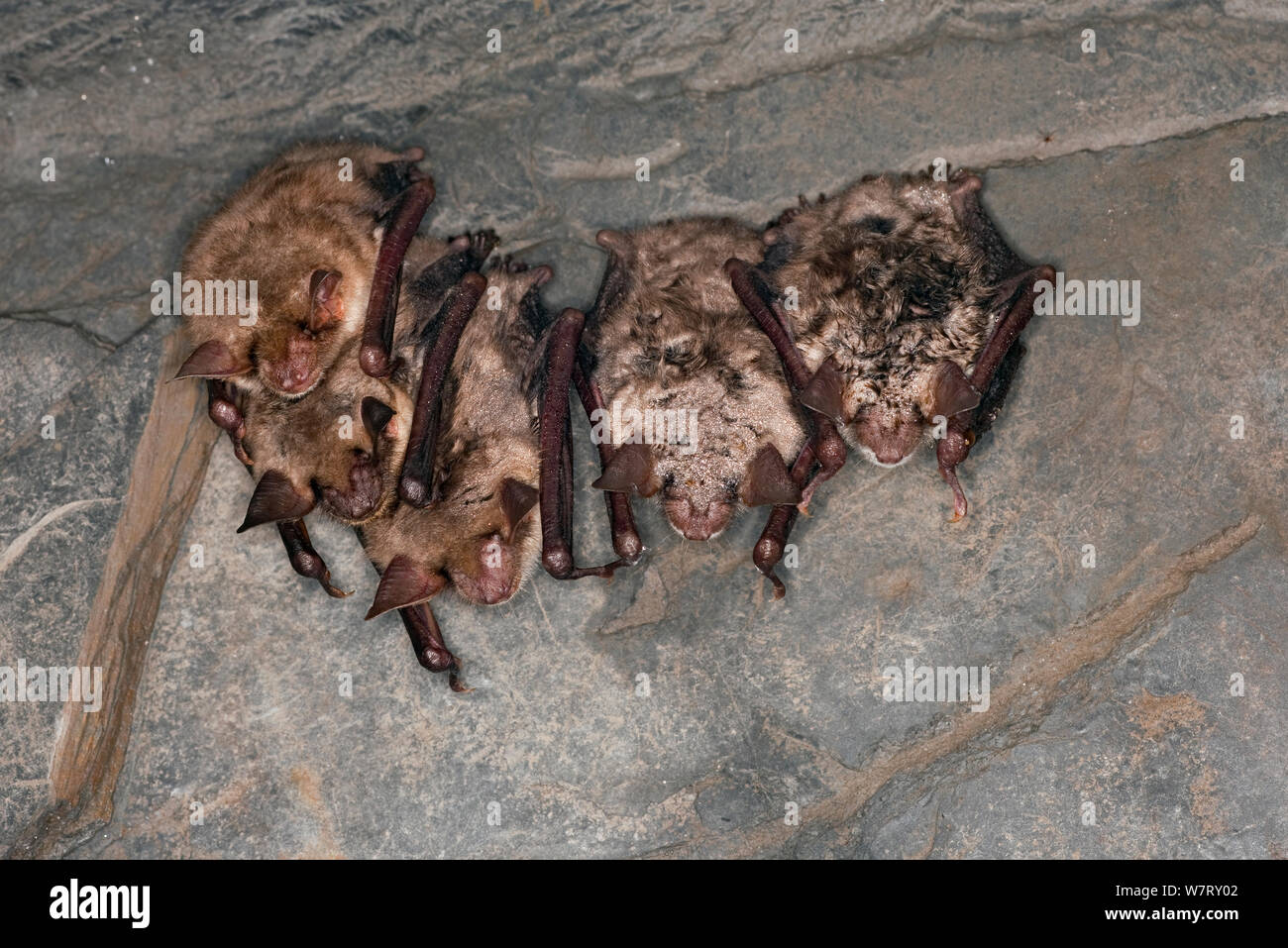 Mehr mouse-eared bat (Myotis myotis) Gruppe, die in der Höhle hibernating, Deutschland, Februar. Stockfoto