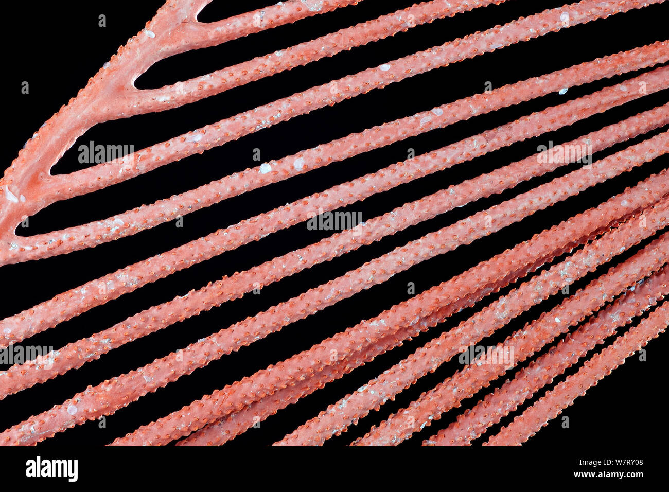 Fan Coral (Ctenocella Larix spp.) von Lizard Island, Australien in der Sammlung bei Senckenberg Museum, Frankfurt, Deutschland. Stockfoto