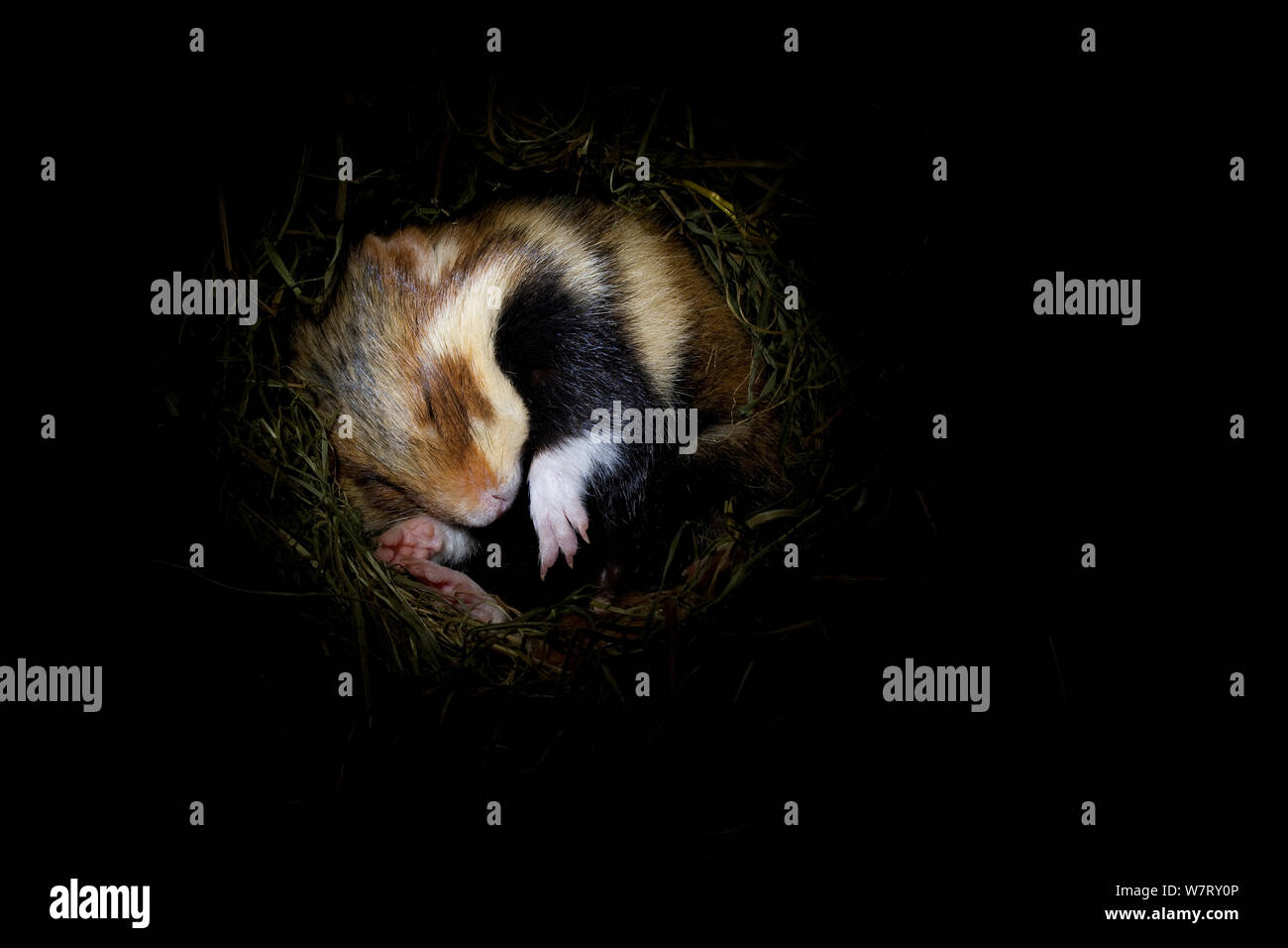 Gemeinsame Hamster (Cricetus cricetus) hibernating Underground im Fuchsbau/Nest, Deutschland, gefangen. Stockfoto