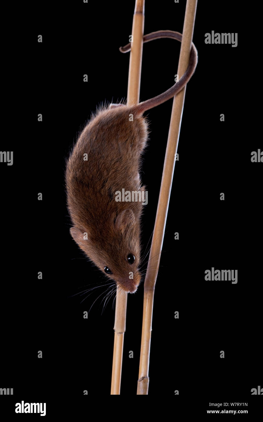 Ernte Maus (Micromys Minutus) Klettern auf Reed, Deutschland, gefangen. Stockfoto