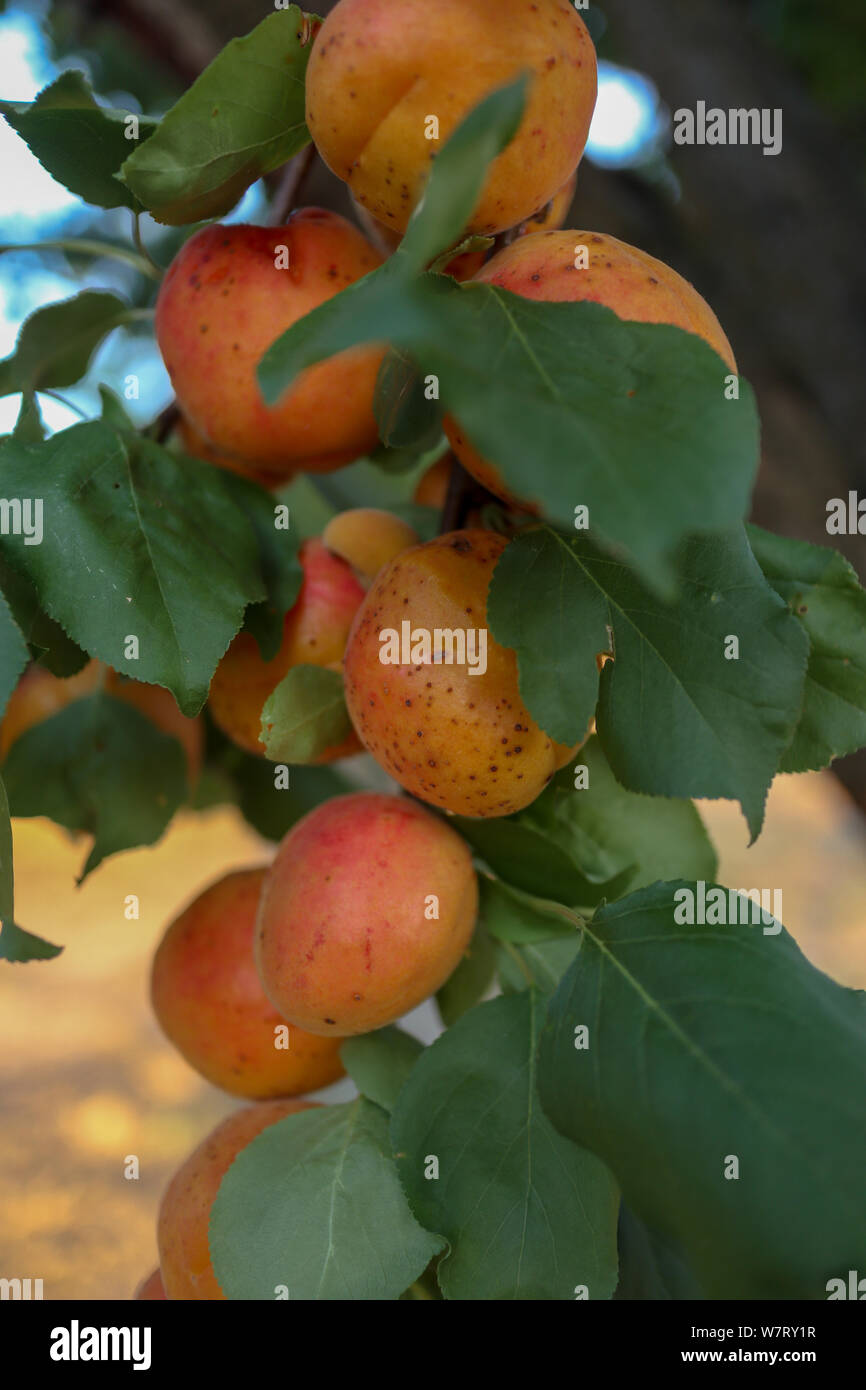 Aprikosenbaum Zweig und Bio Aprikosen mit Obst gefüllt Stockfoto
