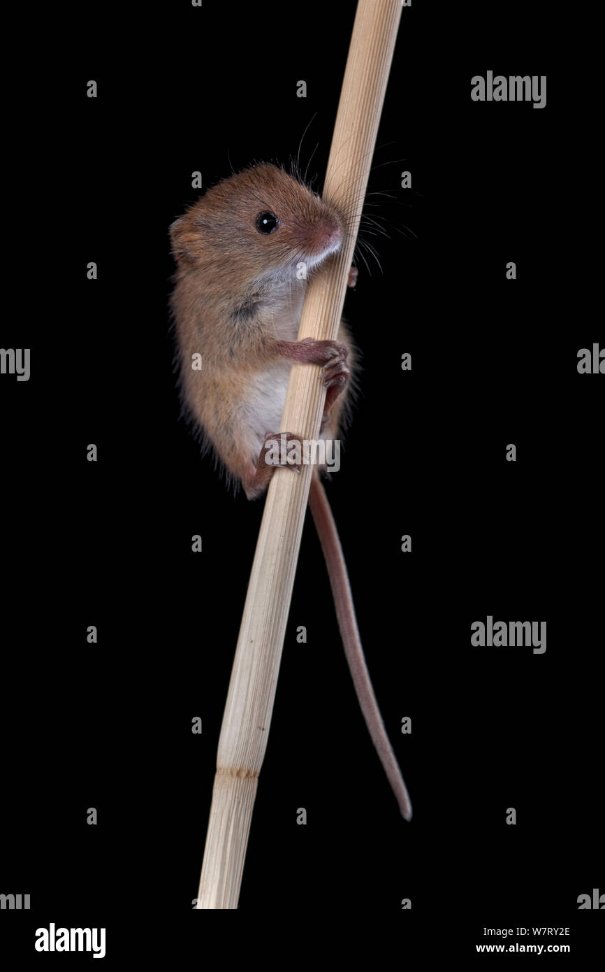 Ernte Maus (Micromys Minutus) Klettern auf Schilf, Deutschland, gefangen. Stockfoto