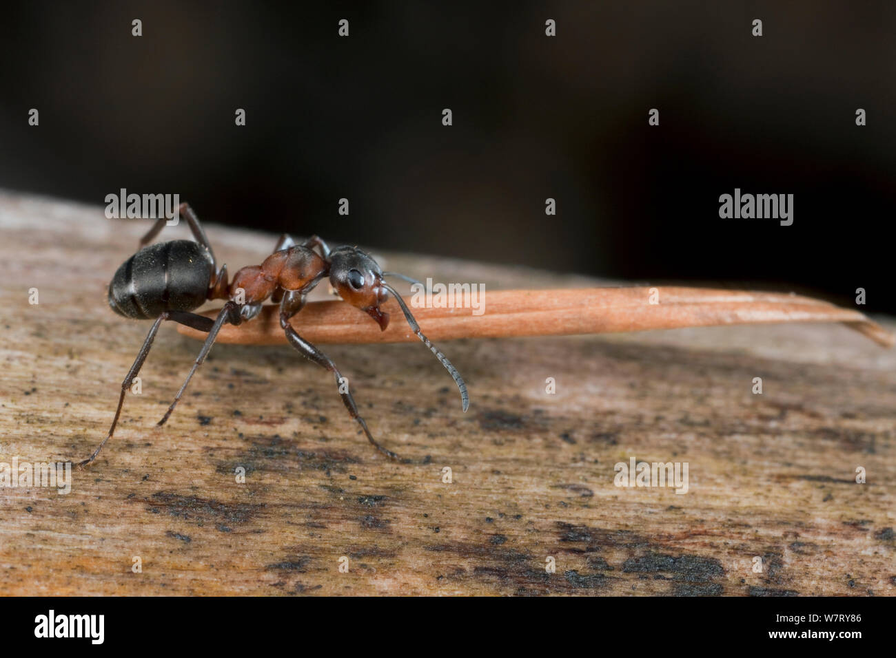 Rote Waldameise (Formica Rufa) tragen Bau Material auf Ameisenhaufen (Tanne Nadel), Deutschland. Stockfoto