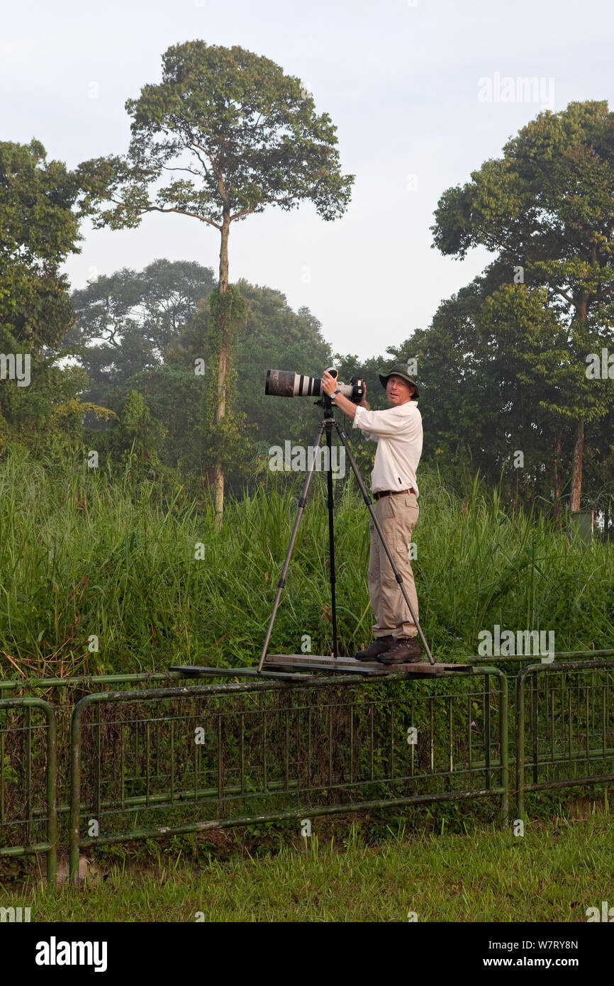 Naturfotograf Ingo Arndt, vor Ort, Fotos von Baya Weber (Ploceus philippinus), Singapur, April 2012. Stockfoto