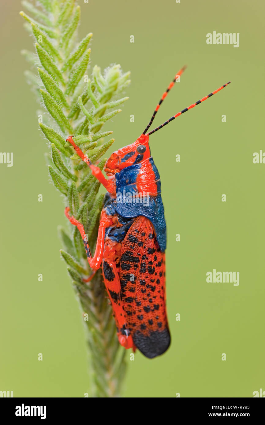 Leichhardts Grasshopper (Petasida ephippigera) auf Pityrodia (Pityrodia jamesii), Kakadu National Park, Northern Territory, Australien. Stockfoto