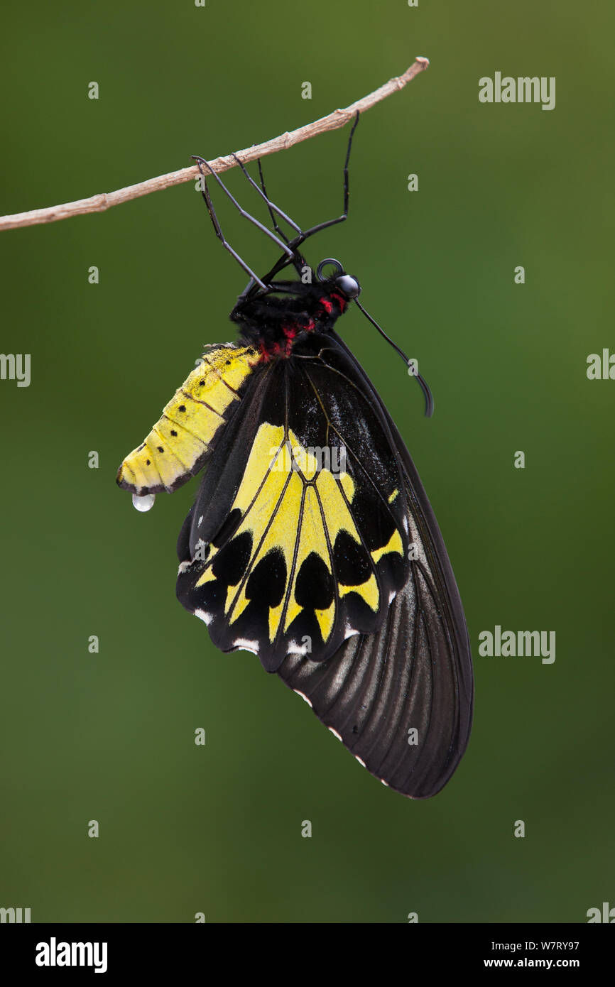 Helena Birdwing Butterfly (der Schmetterling Helena) Malaysia. Stockfoto