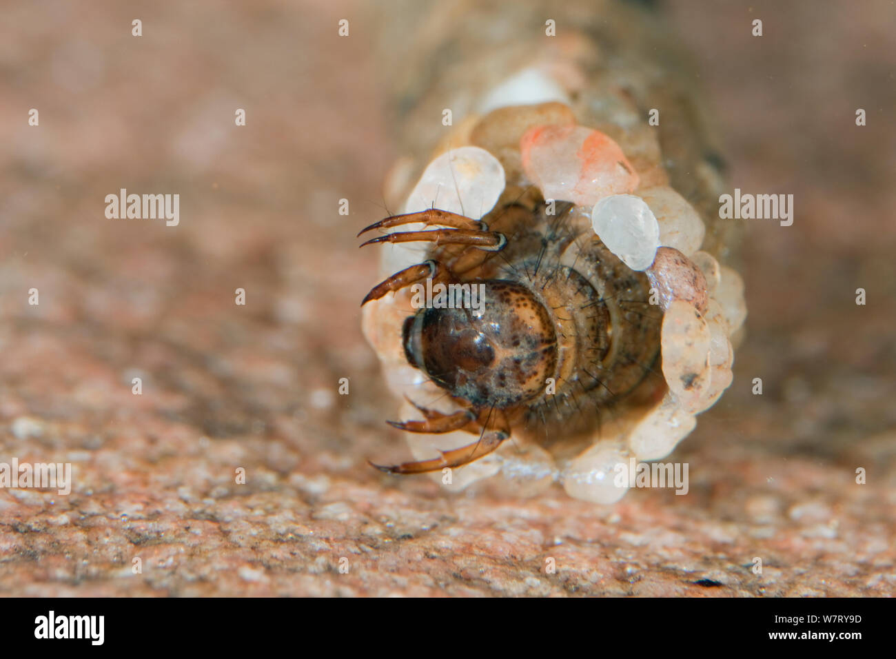 Caddisfly (Trichoptera) Larven in Stein Gehäuse, Wandern unter Wasser auf Stein, Deutschland Stockfoto