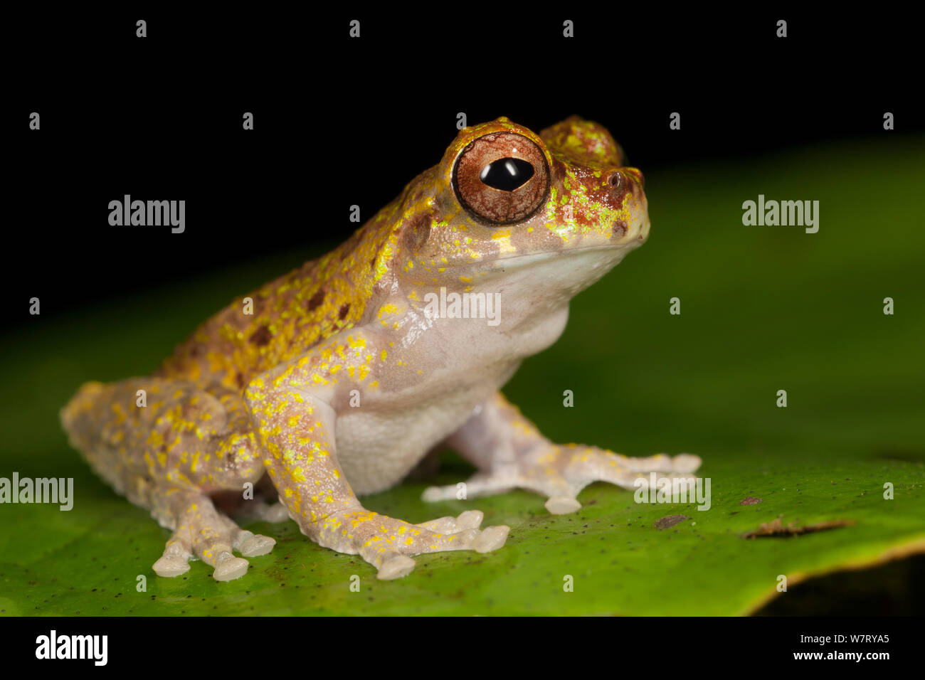 Lancaster's Tree Frog (Isthmohyla lancasteri) auf Blatt, Regenwald, Costa Rica. Stockfoto