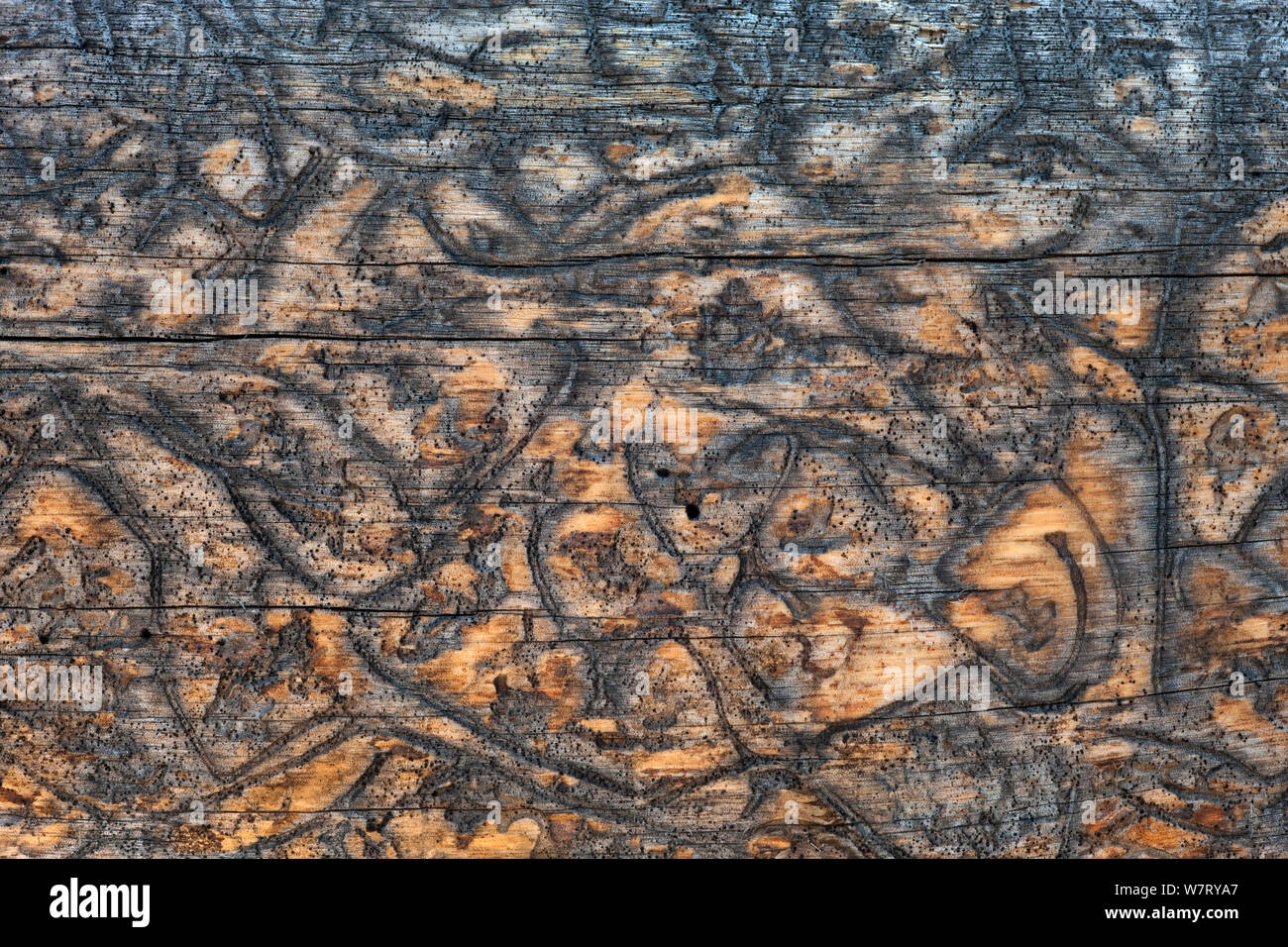 Borkenkäfer (Scolytinae) 'Galerien' oder Spuren im Wald von toten Baum Fichte, Yellowstone National Park, USA. Stockfoto