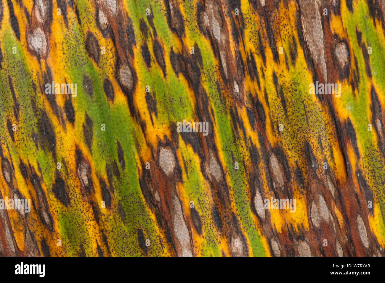 Muster auf Heliconia Blatt wie es zu verrotten, Regenwald, La Gamba, Costa Rica. Stockfoto