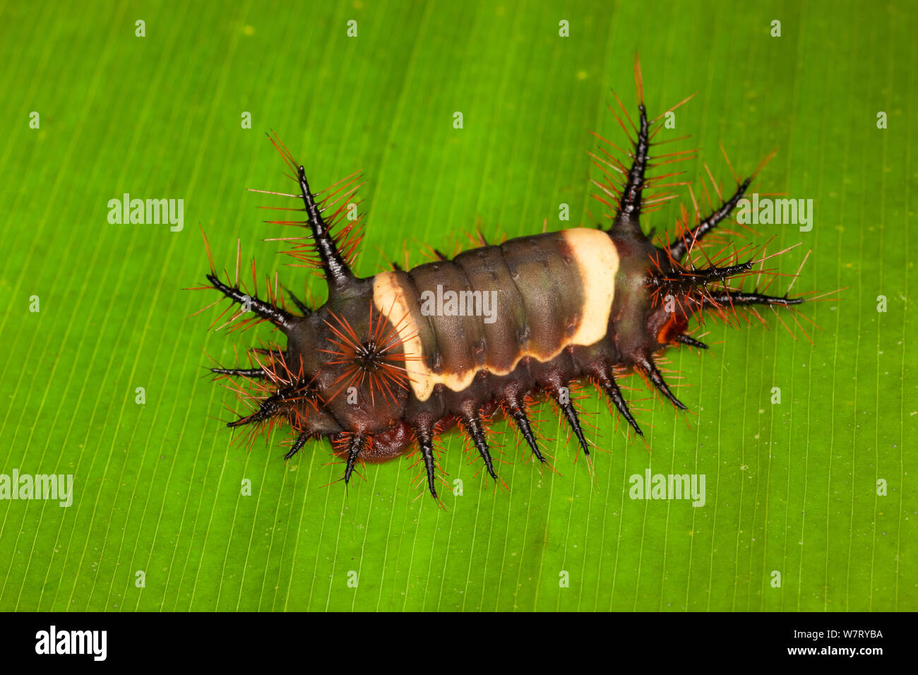 Slug Caterpillar motte Larve (Acharia nesea) auf Blatt, Costa Rica. Stockfoto