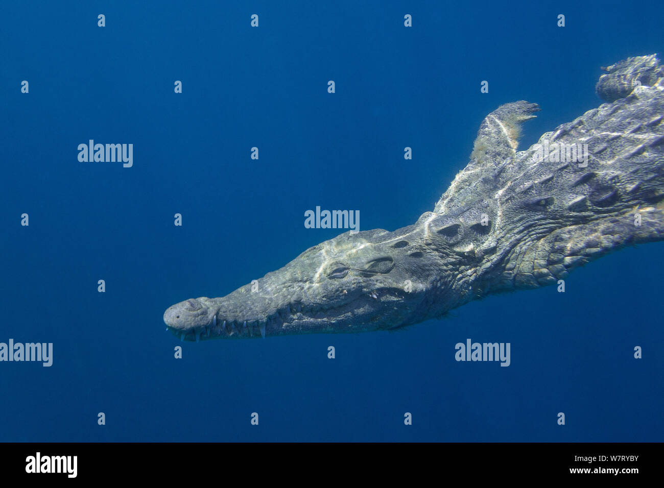Spitzkrokodil (Crocodylus acutus) Schwimmen im offenen Meer, Pazifikküste, Ostional, Costa Rica. Stockfoto