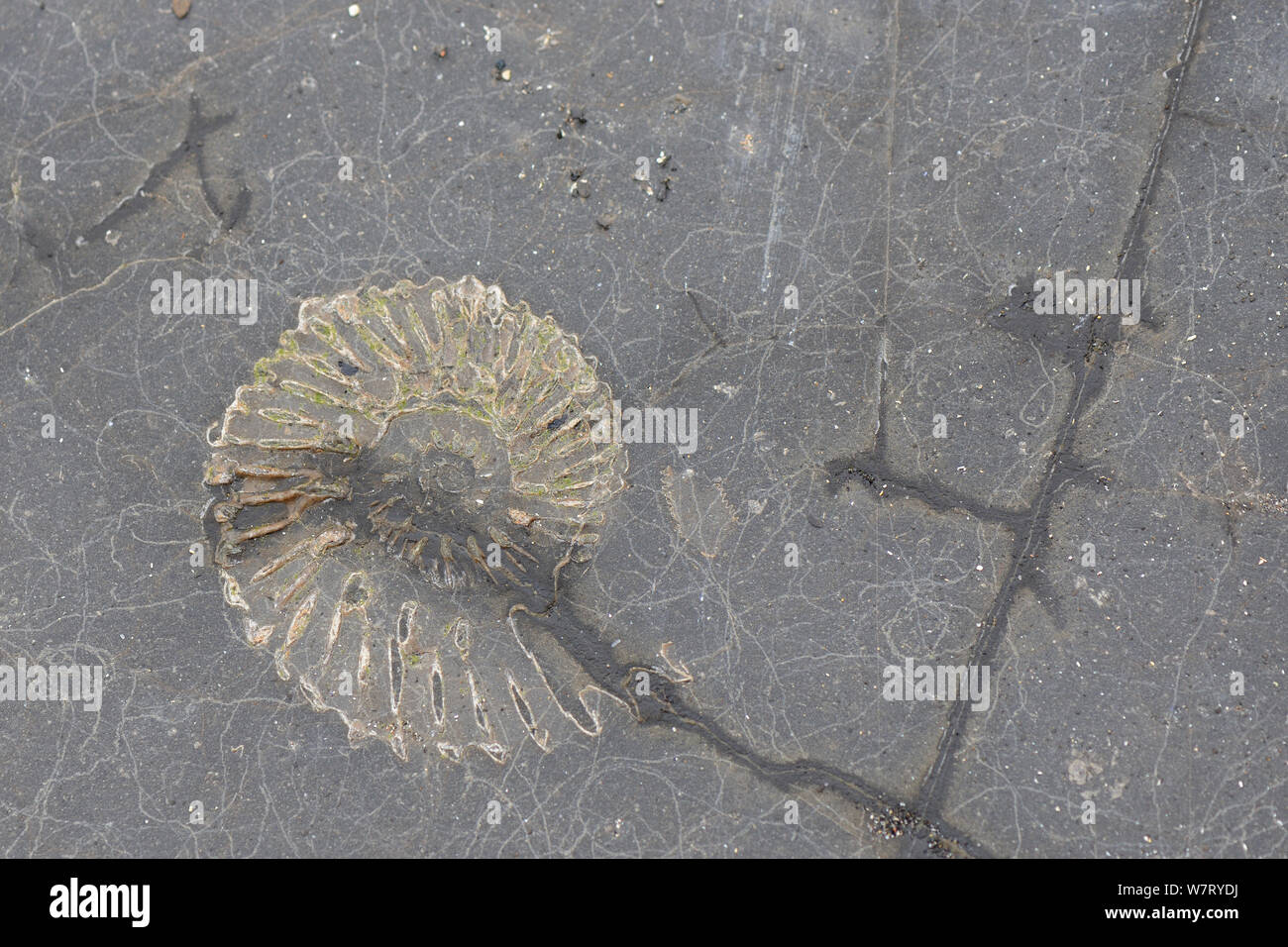 Fossiler Ammonit durch Verwitterung von Kalkstein auf einem ausgesetzten Küste, Kimmeridge, Dorset, UK, März ausgesetzt. Stockfoto