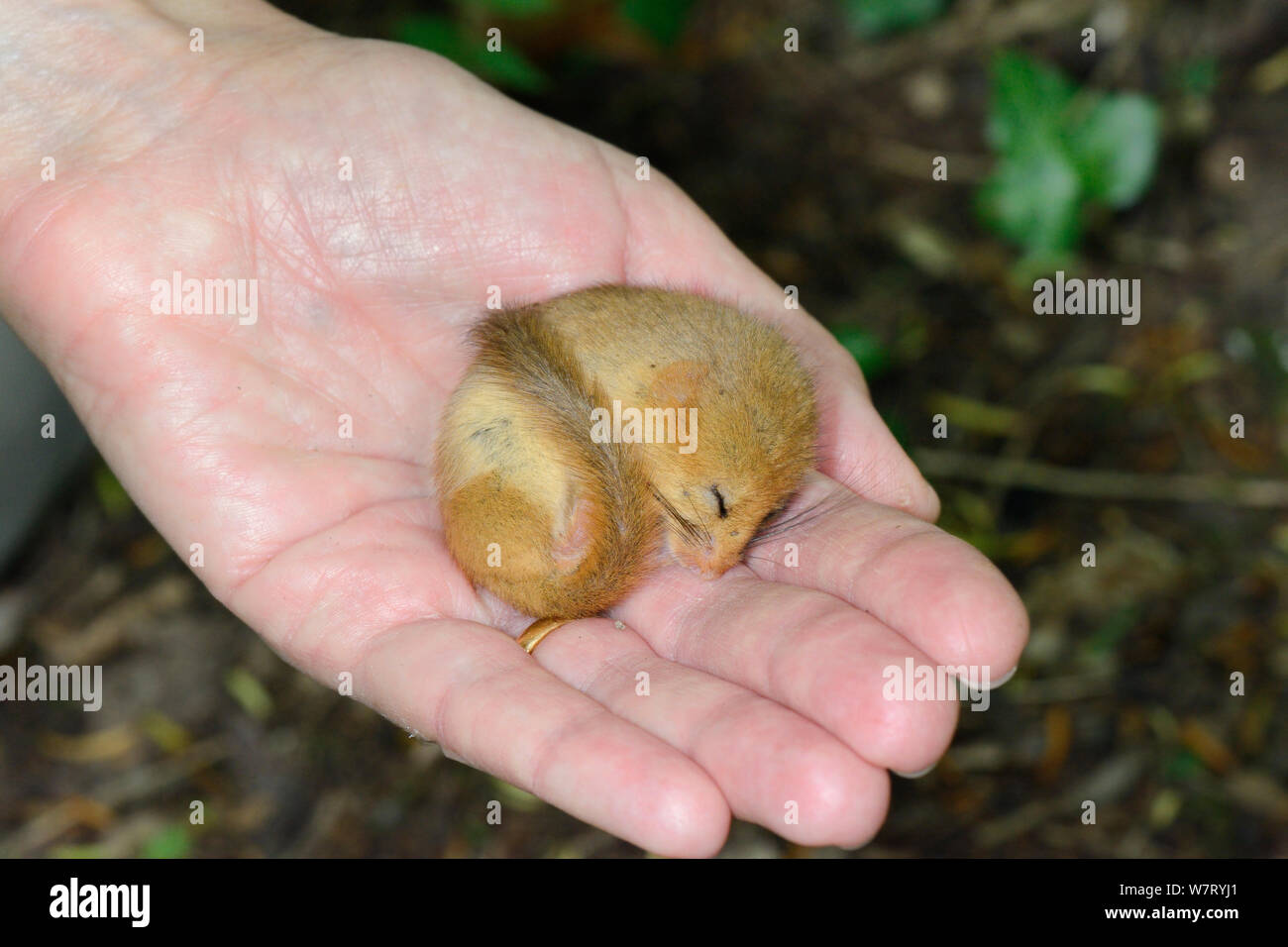 Trägen Common/Haselmaus (Muscardinus avellanarius) schlafend, während in der menschlichen Hand während einer Umfrage Backwell Umgebung Vertrauen in Coppiced Waldgebiet in der Nähe von Bristol, Somerset, UK, Juni statt. Model Released. Stockfoto