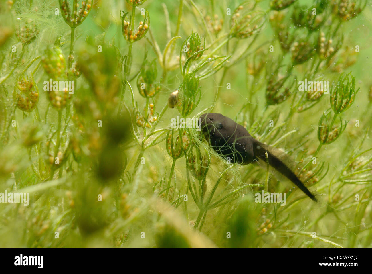 Woche alt Kaulquappe Grasfrosch (Rana temporaria) Beweidung Zarte stonewort (Chara virgata) Algen im Süßwasser-Teich, Wiltshire, UK, Juni. Stockfoto