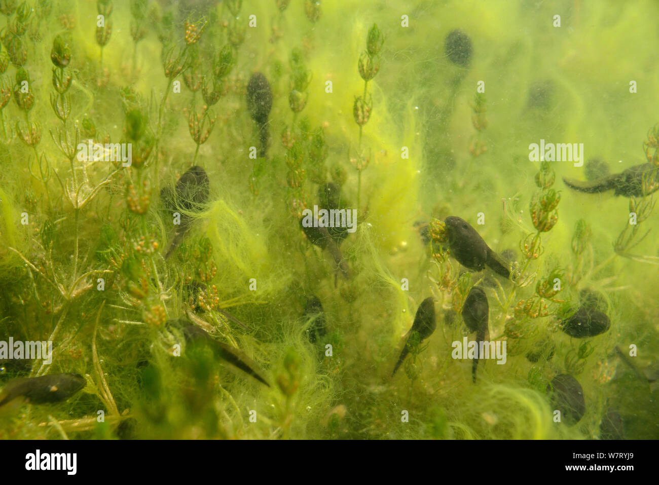 Woche alt Gemeinsamen Frosch Kaulquappen (Rana temporaria) Beweidung Zarte stonewort (Chara virgata) Algen im Süßwasser-Teich, Wiltshire, UK, Juni. Stockfoto