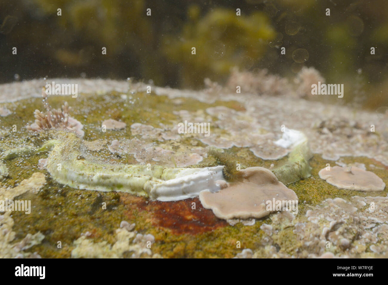 (Pomatoceros Keelworm lamarcki) mit filter Fütterung tentakeln an der Mündung der Seine tube sichtbar, angebracht in einem rockpool zu Boulder, Lyme Regis, Dorset, UK, Mai. Stockfoto