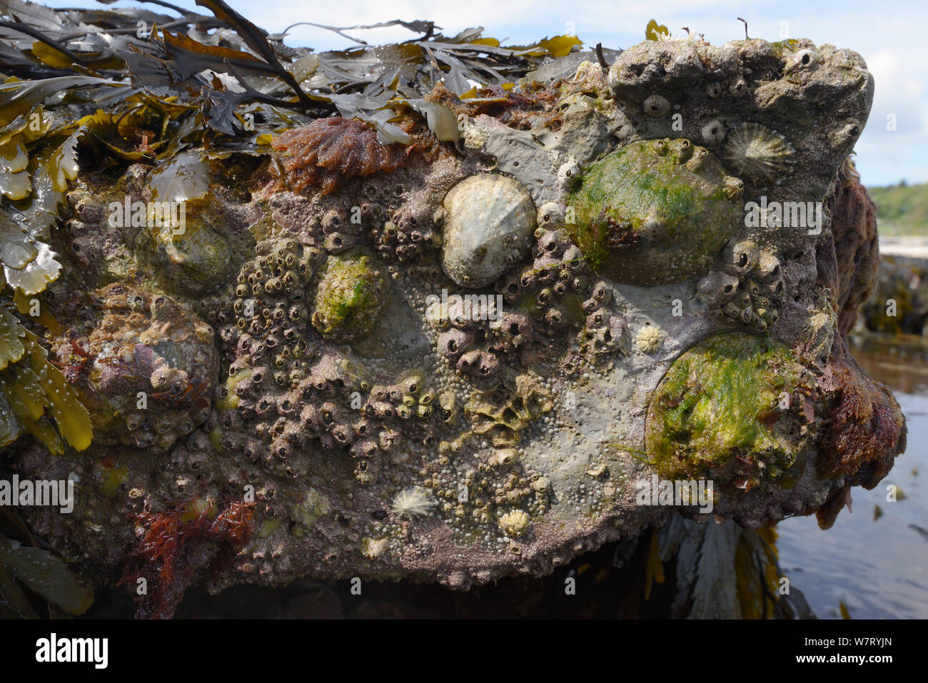 Gemeinsame Kletten (Patella Vulgata) und Acorn barnacles (Balanus perforatus) auf Felsen bei Ebbe freigelegt, Lyme Regis, Dorset, UK, April. Stockfoto