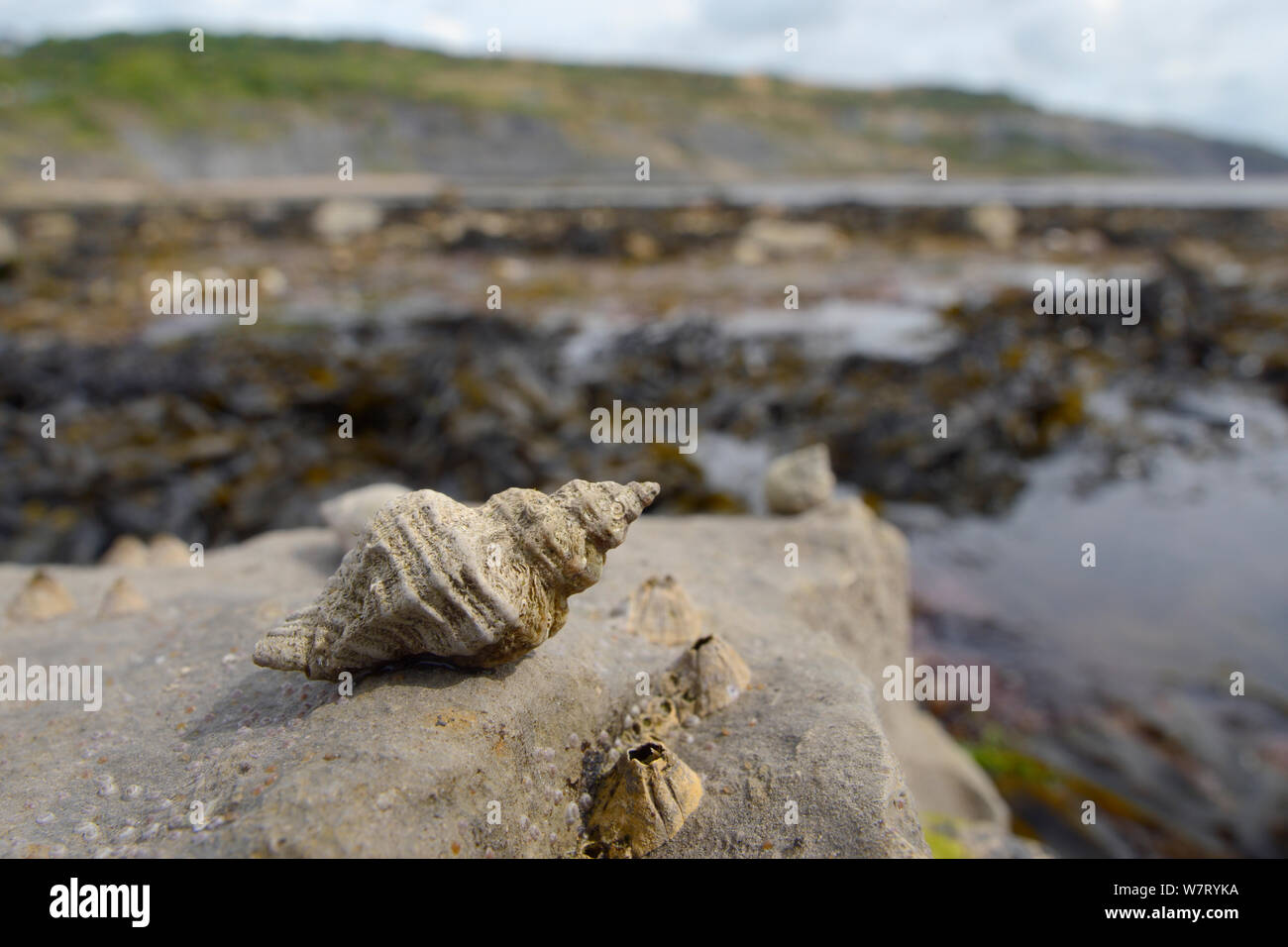 Europäische Auster Bohren/Stechen winkle (Ocenebra Erinacea) ein schädling der Austernbänke, auf den Felsen an der Küste neben Acorn barnacles (Balanus perforatus) bei Ebbe freiliegenden, mit Algen, Rock Pools und das Meer im Hintergrund, Lyme Regis, Dorset, UK, Mai. Stockfoto