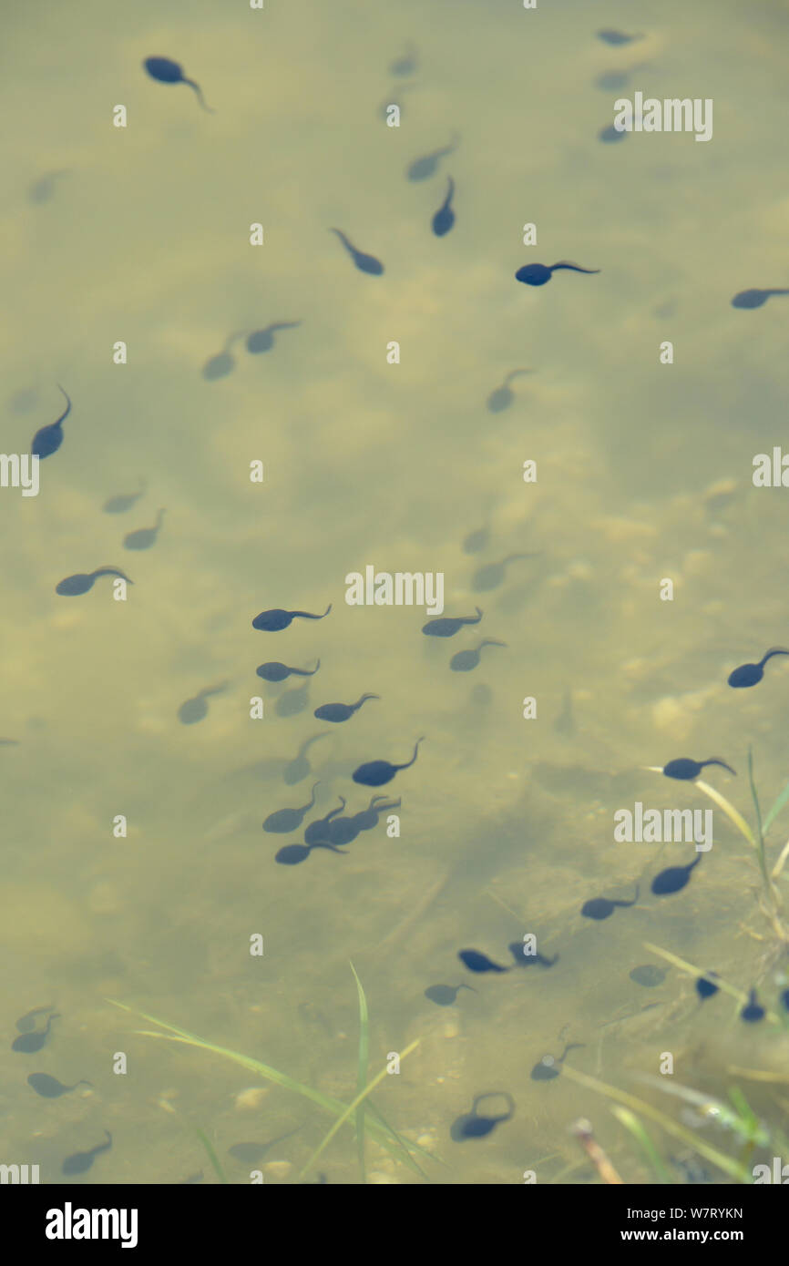 Woche alt Gemeinsamen Frosch Kaulquappen (Rana temporaria) Schwimmen im Süßwasser-Teich, Wiltshire, UK, Juni. Stockfoto