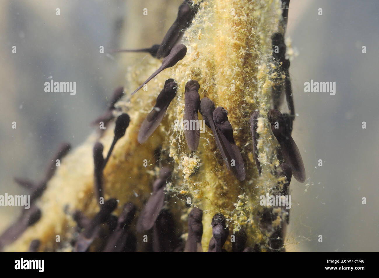 Kaulquappen junge grasfrosch (Rana temporaria) Fütterung auf grüne Algen an Reed stammt im Süßwasser-Teich, Wiltshire, UK, Mai. Stockfoto