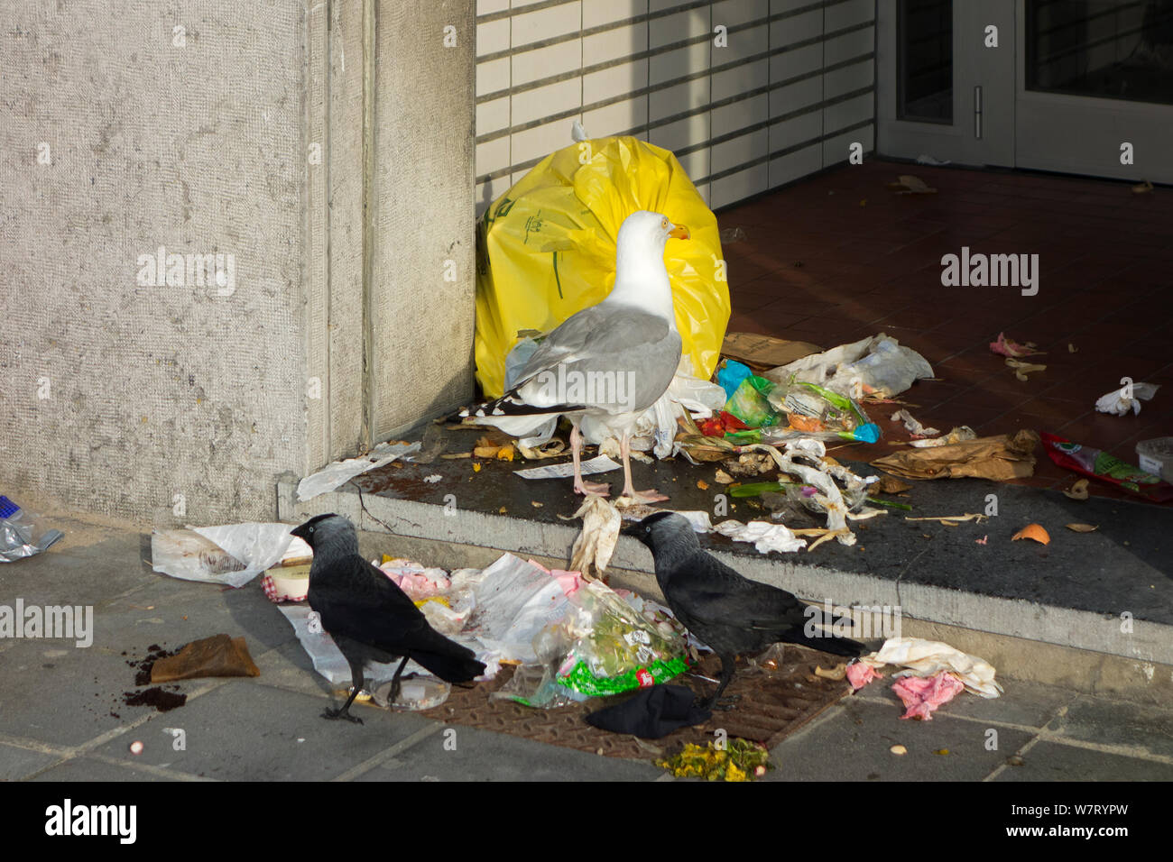 Europäische Dohle (Corvus monedula) und Silbermöwe (Larus argentatus) zerreißen, Müll Tasche und Fütterung auf Hausmüll auf der Veranda des Hauses, Belgien, Juni. Stockfoto