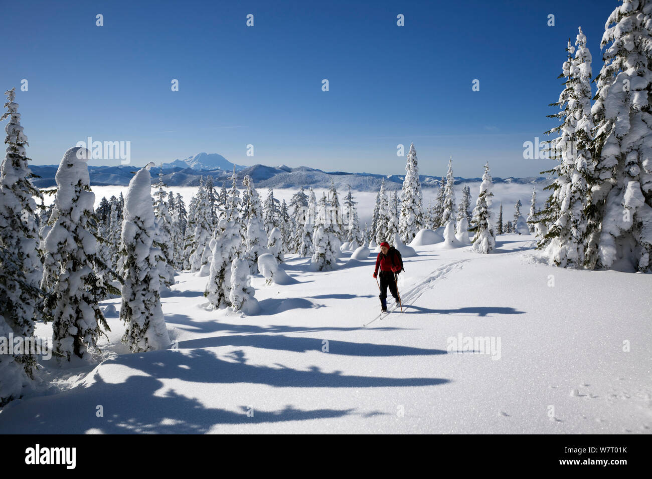 Langläufer und schneebedeckte Bäume auf Amabilis Berg in der Okanogan-Wenatchee National Forest, Cascade Mountains, Washington, USA, Januar 2013. Model Released. Stockfoto
