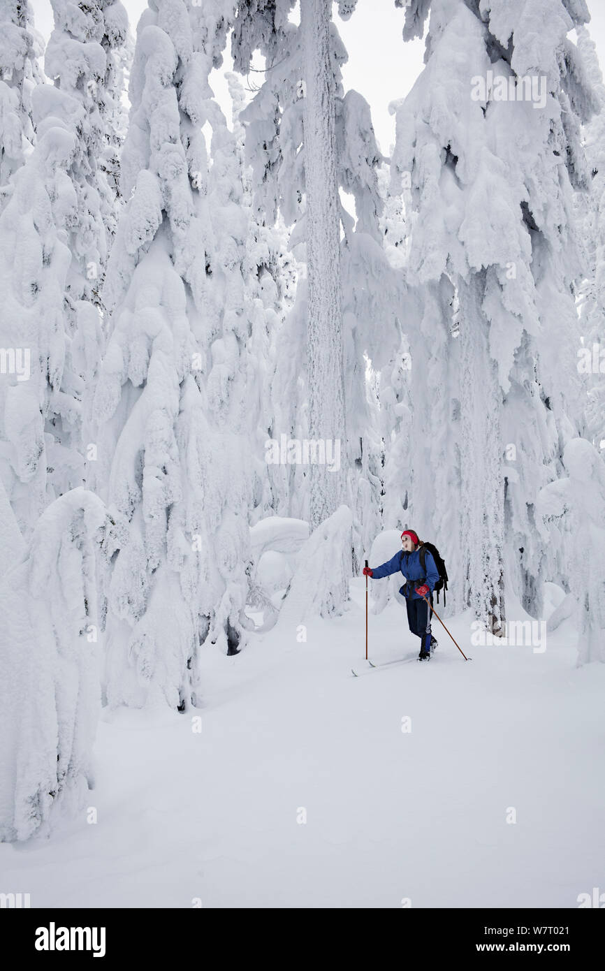 Langläufer und schneebedeckte Bäume auf Amabilis Berg in der Okanogan-Wenatchee National Forest, Cascade Bergen, Washington, USA, Januar 2013. Model Released. Stockfoto