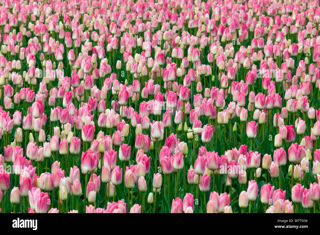 Tulpenfeld in der Skagit Valley in der Nähe von La Conner, Washington, USA. April Stockfoto