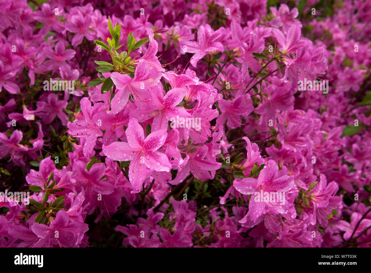 Rhododendron in voller Blüte, Washington, USA Stockfoto
