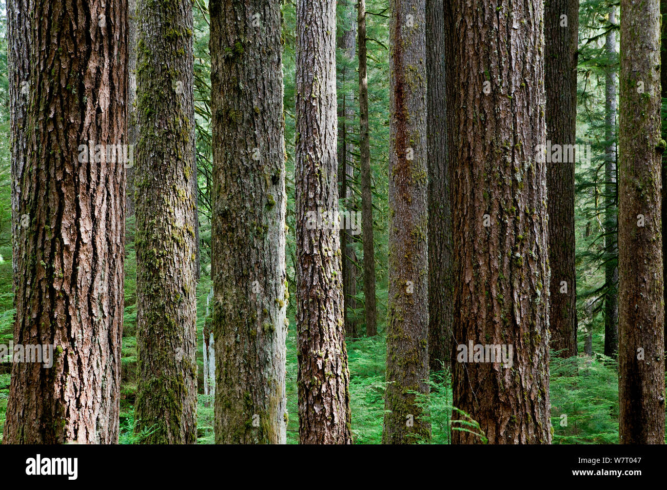 Die Bäume entlang der Strecke zu Herzen See in den Sol Duc Regenwald des Olympic National Park, Washington, USA. August Stockfoto