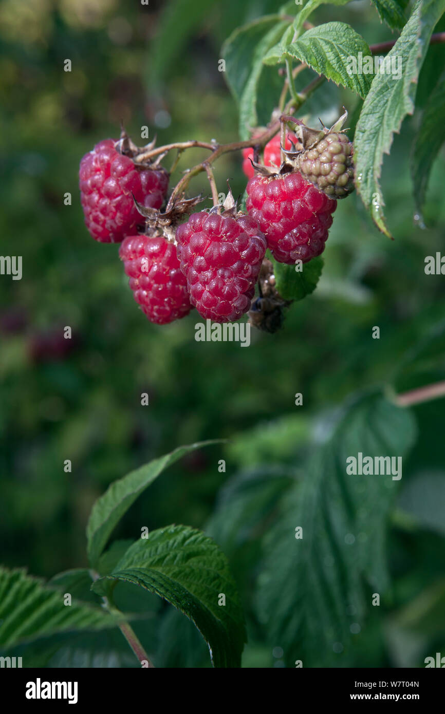 Himbeere (Rubus sp) in einem städtischen Garten, Washington, USA, Juli 2013. Stockfoto