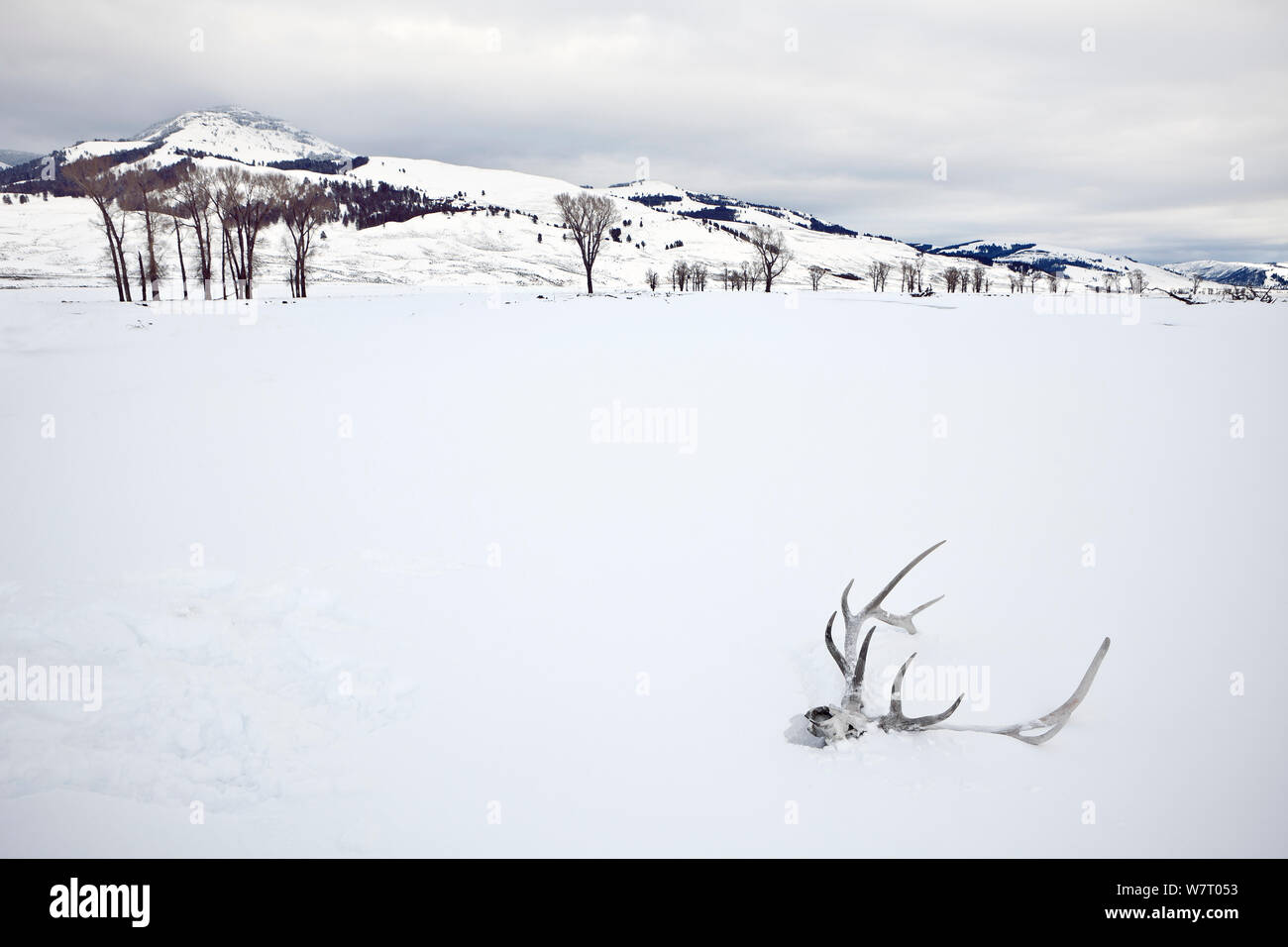 Elk skull mit Geweih im Schnee, Lamar Valley, Yellowstone National Park, Wyoming, USA, Februar 2013. Stockfoto