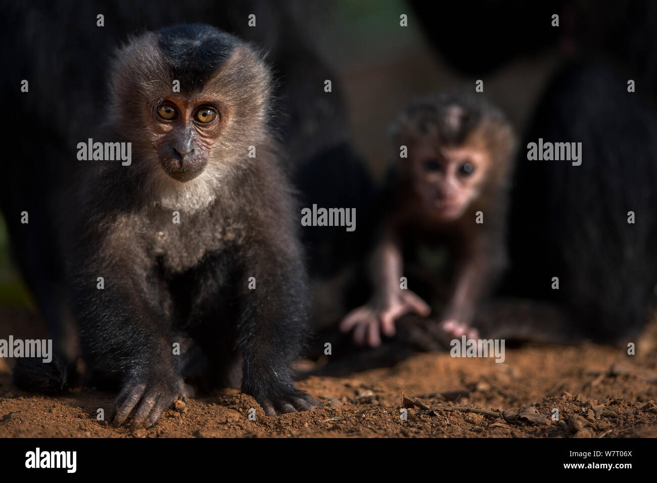 Lion-tailed Makaken (Macaca silen) Baby im Alter von 9-12 Monaten mit jüngeren Baby im Hintergrund. Anamalai Tiger Reserve, Western Ghats, Tamil Nadu, Indien. Apr 2013. Stockfoto