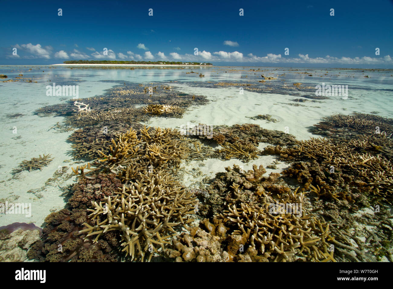 Freiliegende Staghorn Coral (Acropora cervicornis) bei niedrigen Spring Tide, Heron Island, Southern Great Barrier Reef, Queensland, Australien. Stockfoto