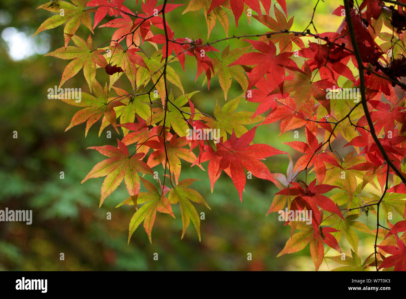 Japanischer Ahorn (Acer palmatum) in herbstlichen Farben, Nagano, Japan. Stockfoto