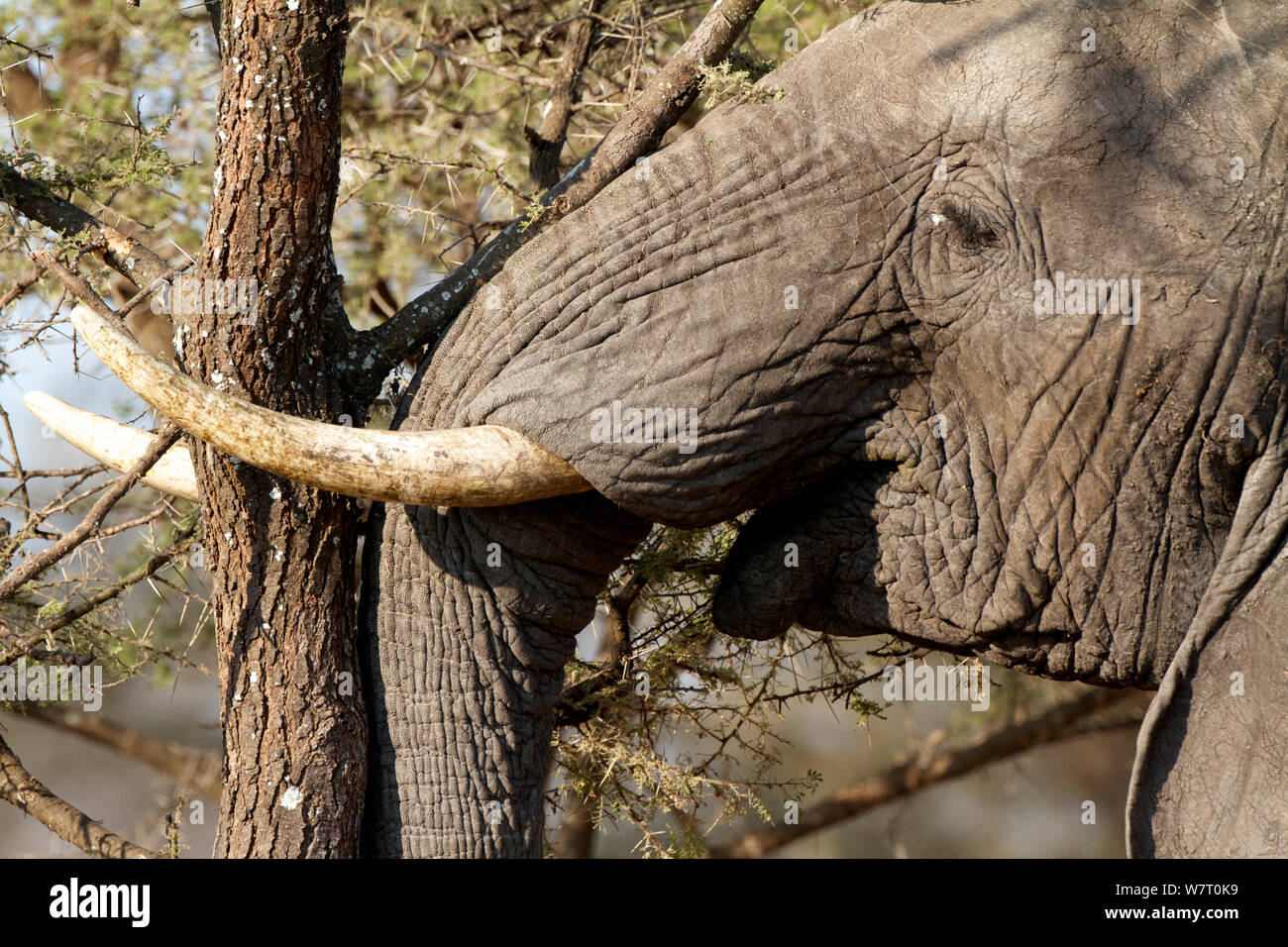 Stier Afrikanischer Elefant (Loxodonta africana) Schieben über Akazie, Masai Mara, Kenia, Afrika. Stockfoto