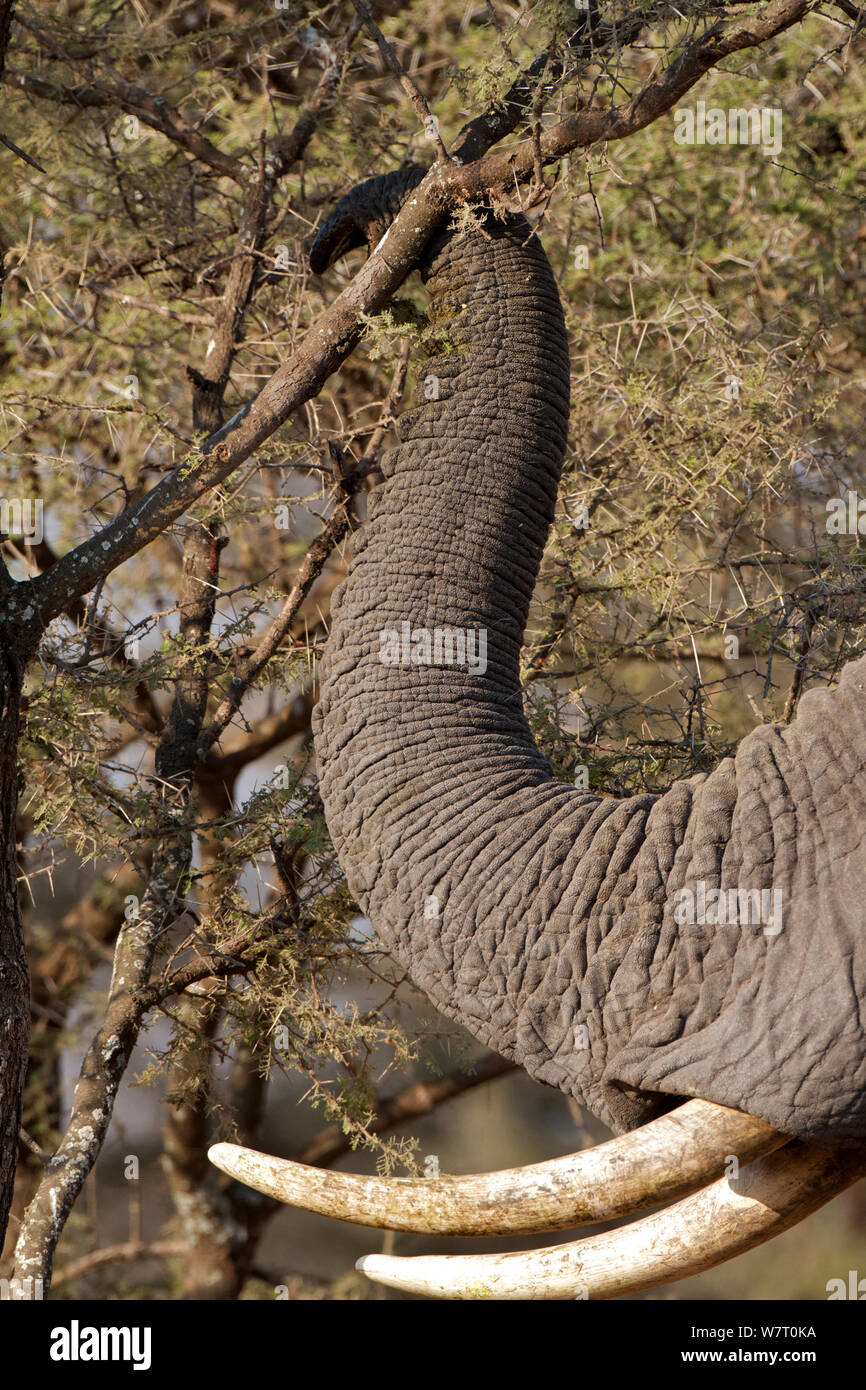 Stier Afrikanischer Elefant (Loxodonta africana) Schieben über Akazie, Masai Mara, Kenia, Afrika. Stockfoto