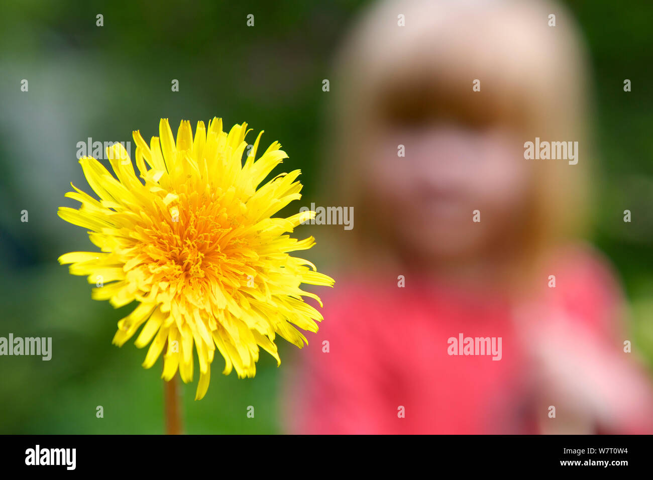Kind bei Löwenzahn (Taraxacum officinale) Blütenstand suchen, Großbritannien Stockfoto