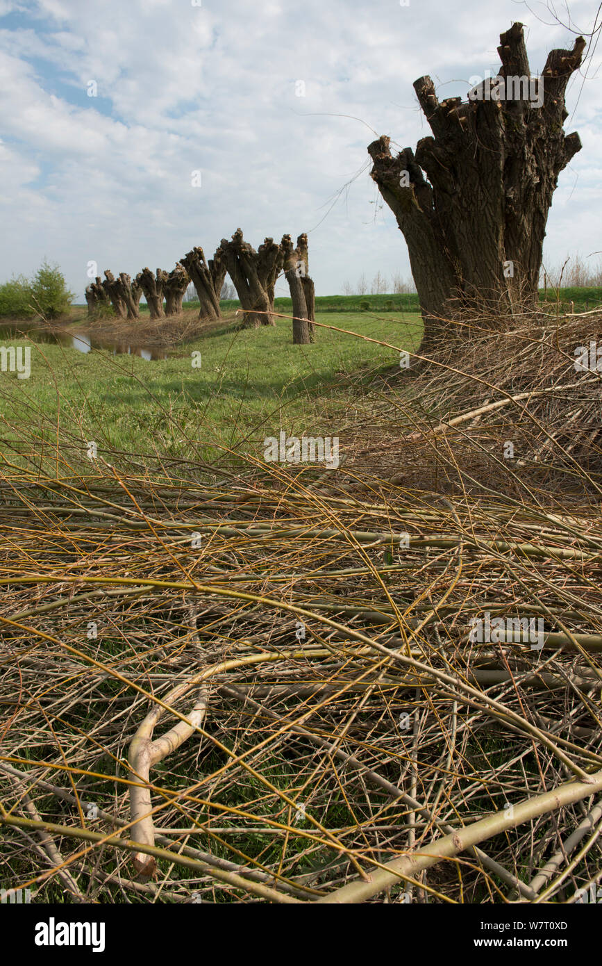 Pollarded Weiden (Salix alba) Anse de Longepierre, Bresse, Frankreich, April. Stockfoto