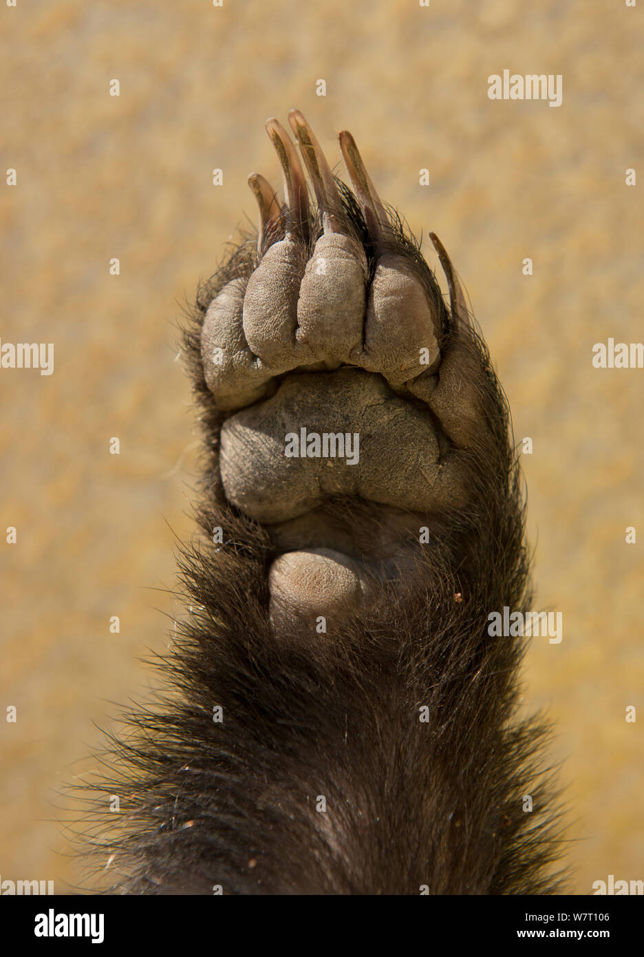 Rechten hinteren Fuß eines toten Dachs (Meles meles) von unten, Camargue, Frankreich. Stockfoto