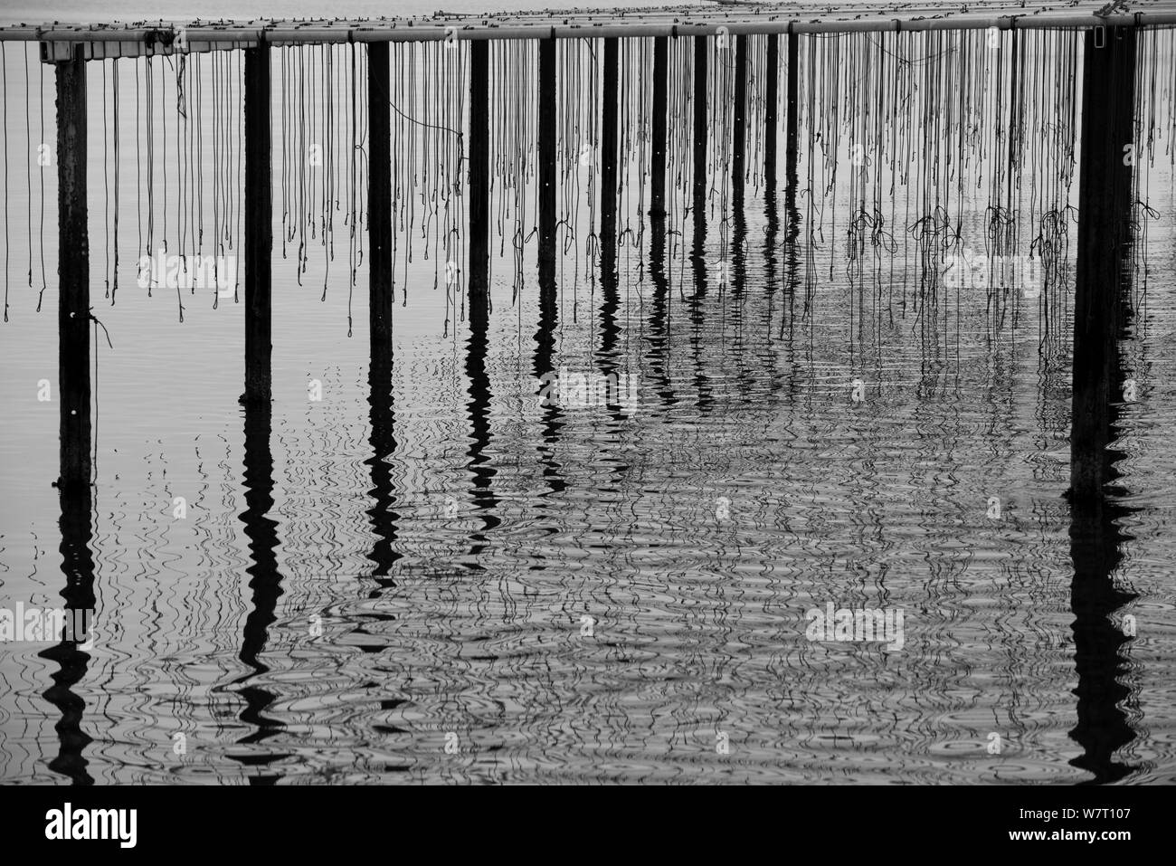 Spiegelungen im Wasser bei muschelfarm in der Bucht von Fos-sur-Mer, Camargue, Frankreich, September. Stockfoto